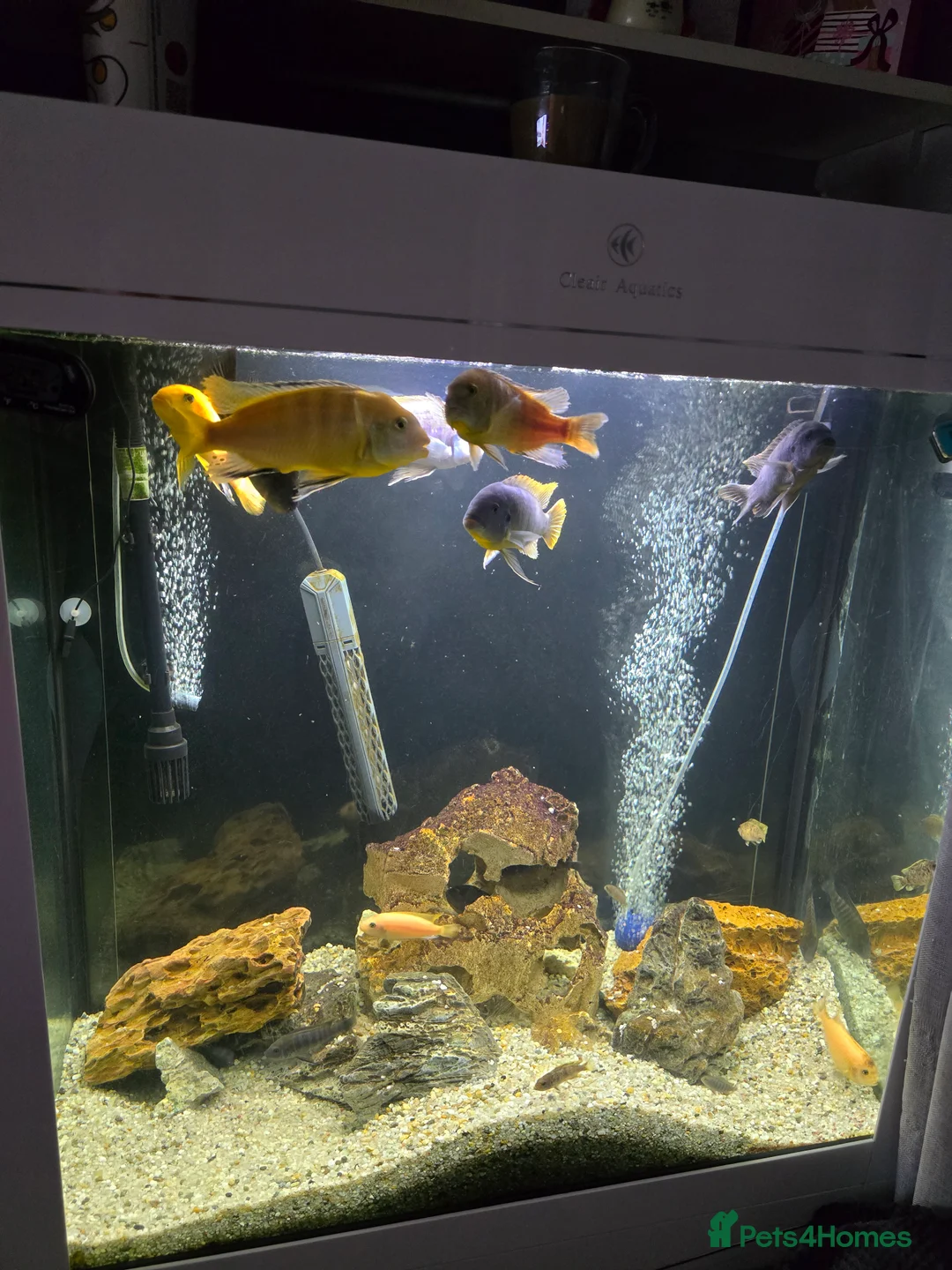 Cichlids fish for sale: Mixed large malawi cichlids - Advert 8