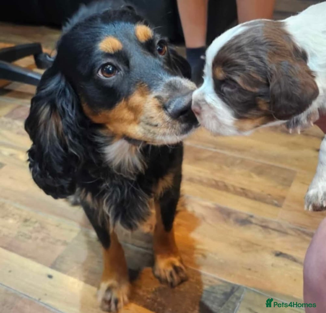 Cocker Spaniel dogs for sale: Stunning kc working cocker spaniels - Image 9