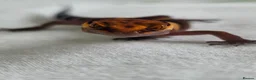 Mixed Breed reptiles for sale: Various geckos and anoles - Advert 3