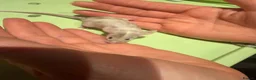 Mouse rodents for sale: Fancy mice in Weston-super-Mare - Advert 7