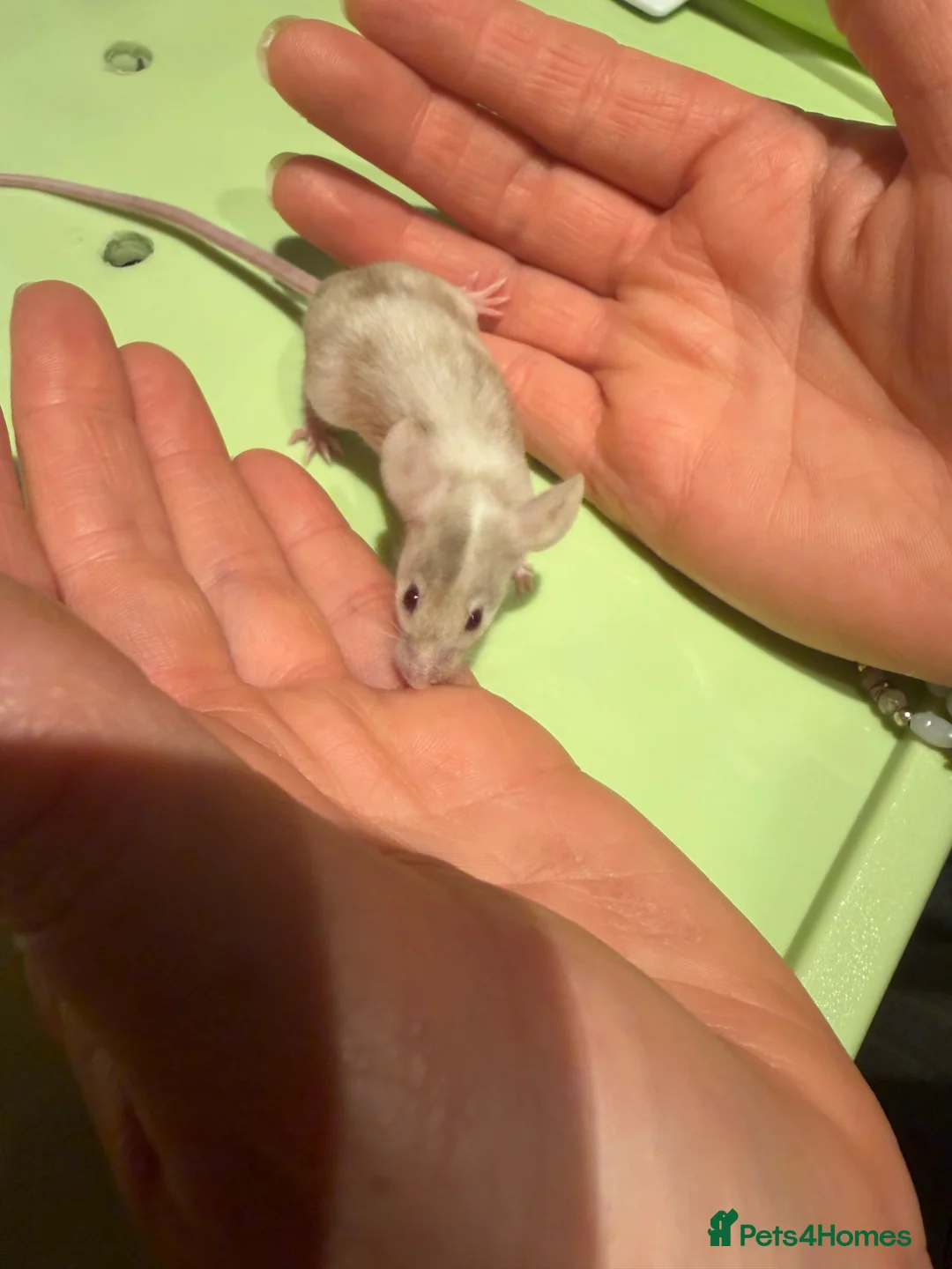Mouse rodents for sale: Fancy mice in Weston-super-Mare - Advert 7