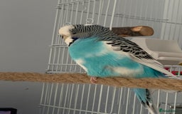 Budgerigars birds for sale: Budgie for rehoming with cage - Image 5