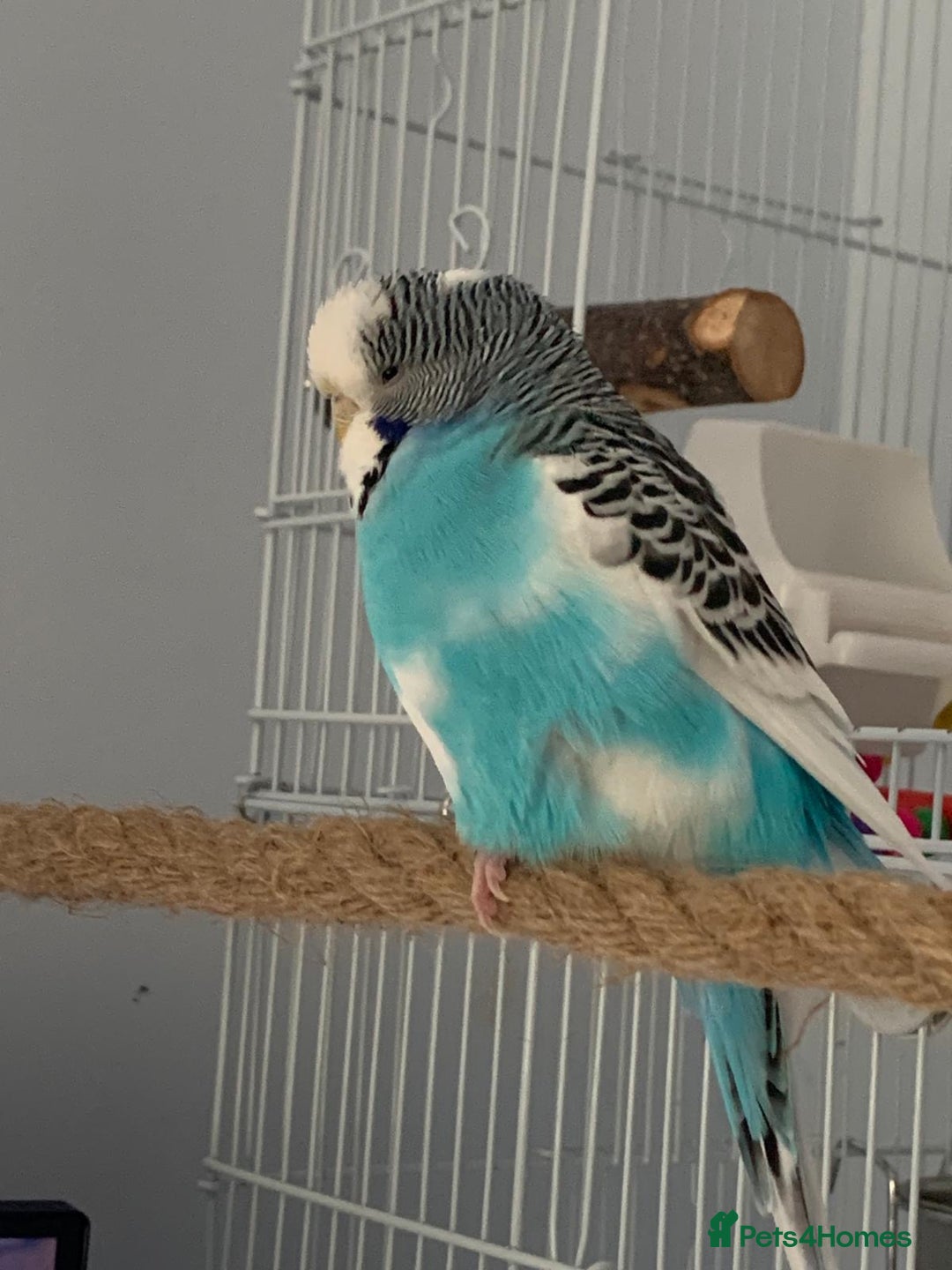 Budgerigars birds for sale: Budgie for rehoming with cage - Image 5