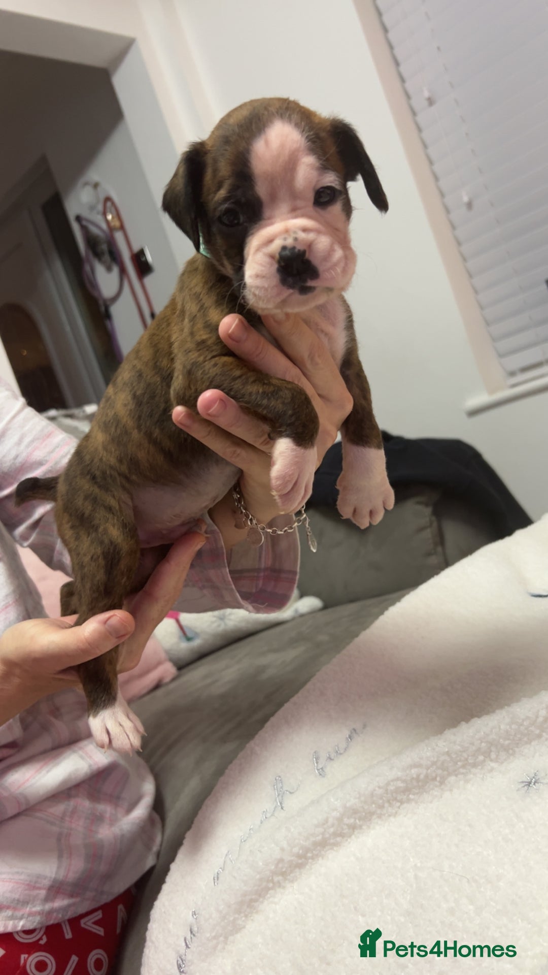 Boxer dogs for sale: Kc registered boxer puppies  - Advert 17