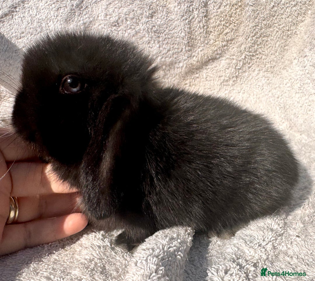 Mini Lop rabbits for sale: Two baby girls left!  - Image 3
