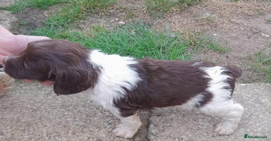 English Springer Spaniel dogs - Advert 3