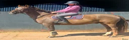 British Warmblood horses for sale: Oscar - legend by name and nature  - Advert 2