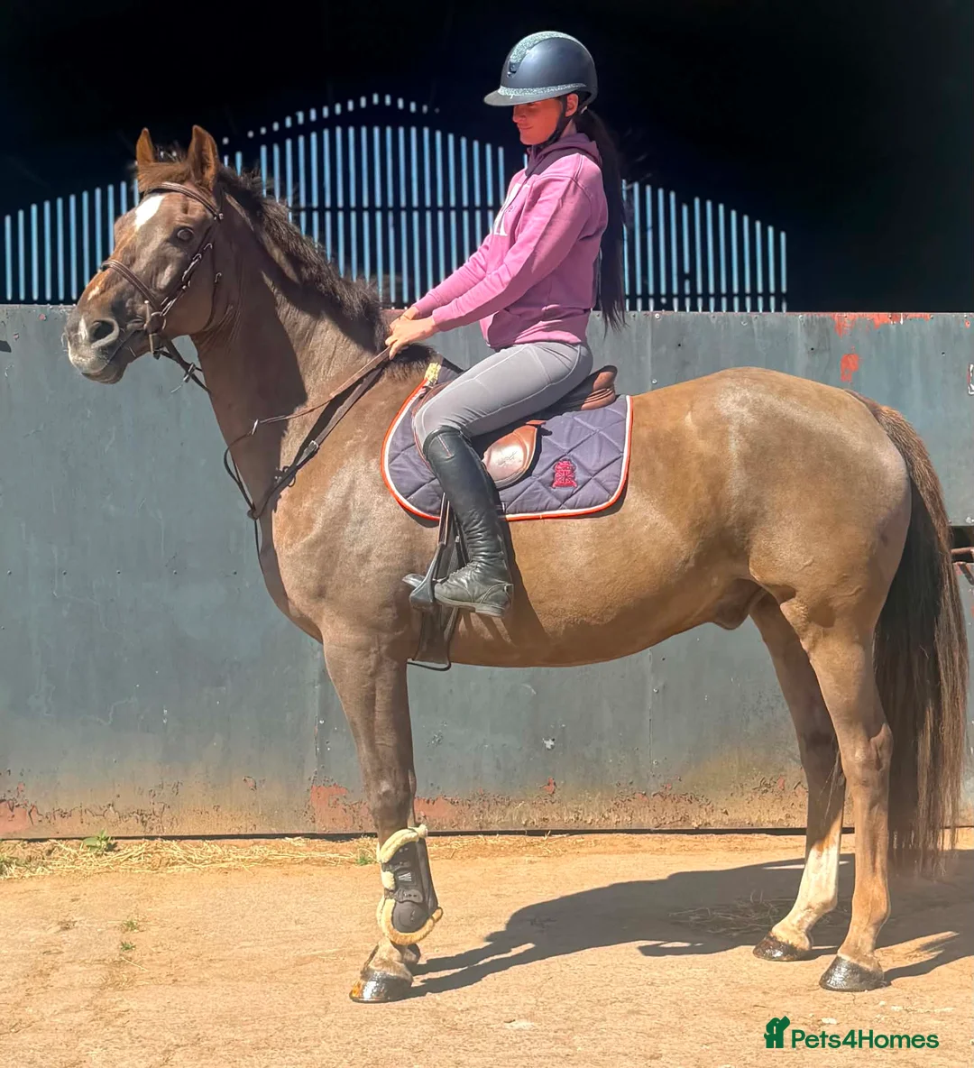 British Warmblood horses for sale: Oscar - legend by name and nature  - Advert 2