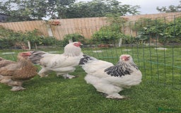 Chickens poultry for sale: Hatching eggs - Image 2