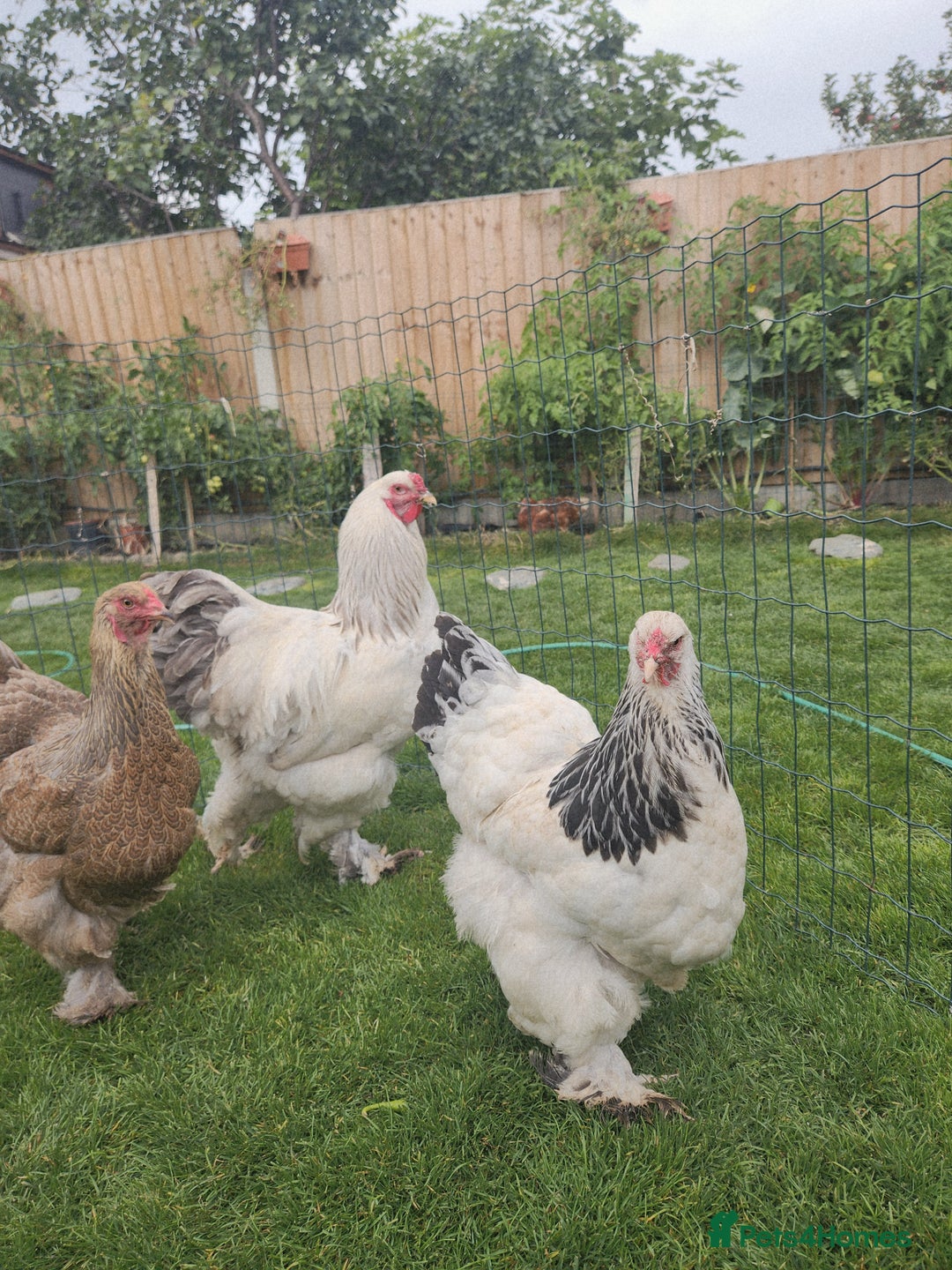 Chickens poultry for sale: Hatching eggs - Image 2
