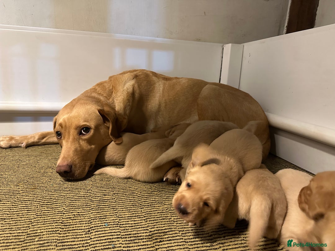 Mixed Breed dogs for sale: Dashador Puppies for sale  - Advert 10