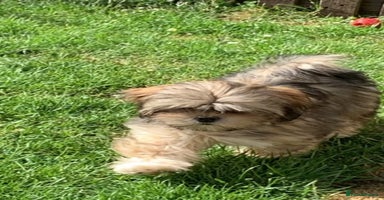 Mixed Breed dogs - Advert 14