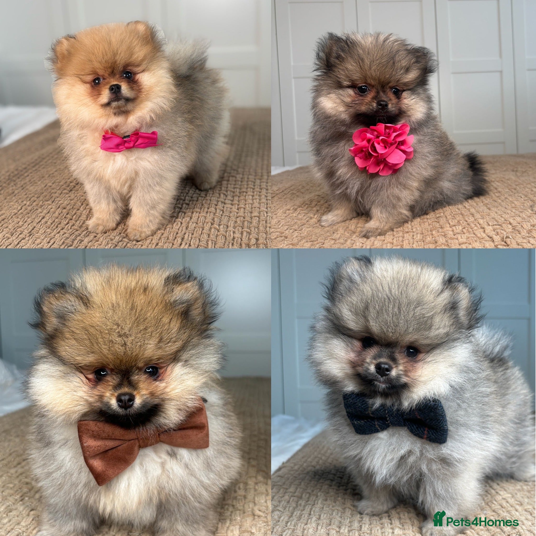 Pomeranian dogs KC Pomeranians tiny little bears 🐻 Ready Now  - Advert 1