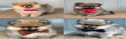 Pomeranian dogs for sale: KC Pomeranians tiny little bears 🐻 Ready Now  - Advert 1
