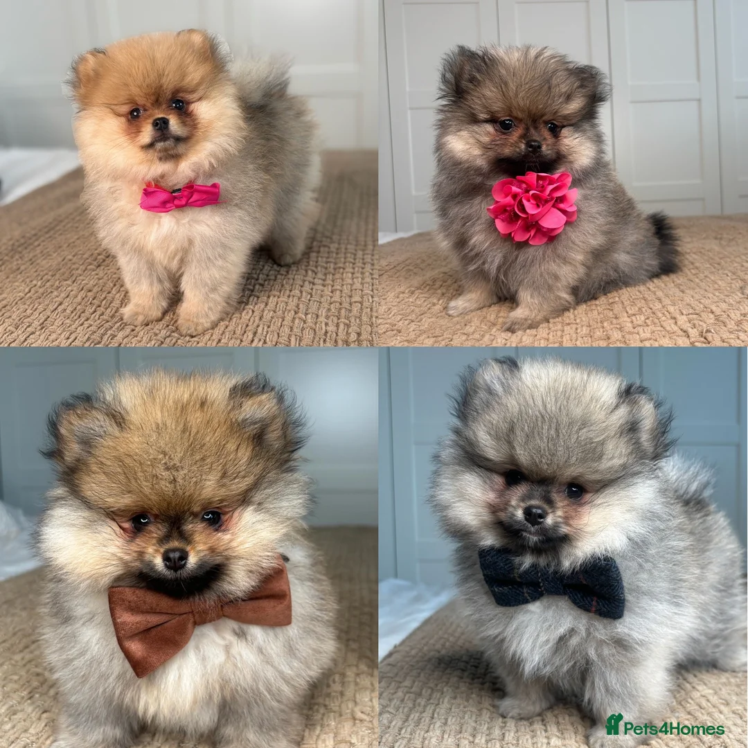 Pomeranian dogs for sale: KC Pomeranians tiny little bears 🐻 Ready Now  - Advert 1