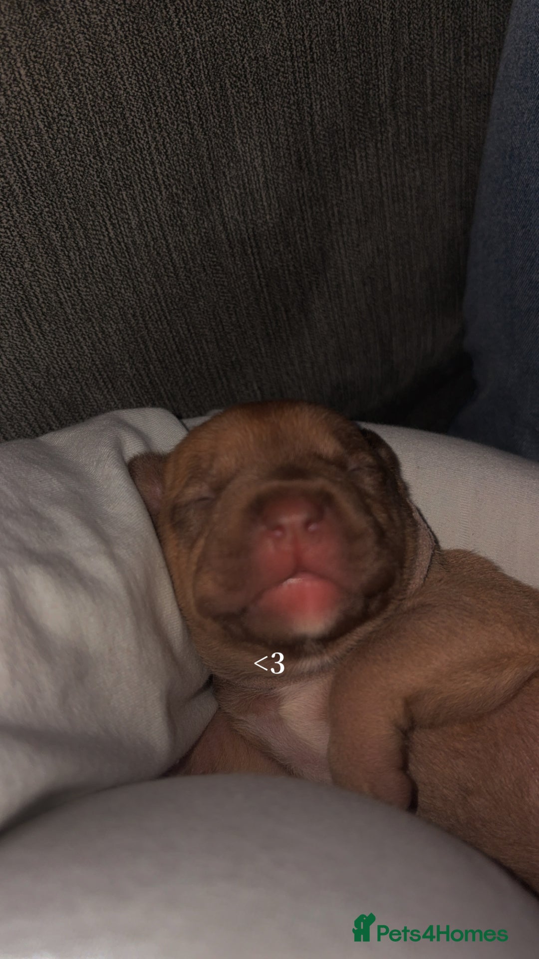 Staffordshire Bull Terrier dogs for sale: Staffie mix pups  - Advert 5