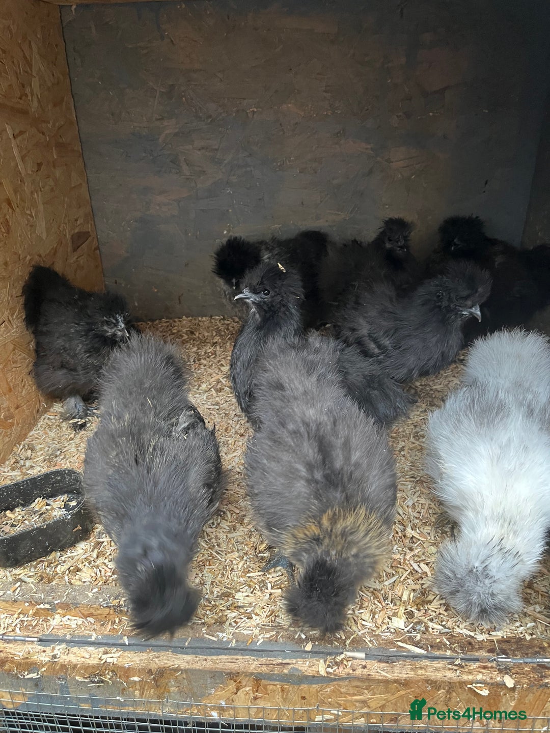 Mixed Breed poultry for sale: Indian runner ducklings and Silkies  - Advert 11