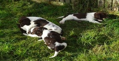 English Springer Spaniel dogs - Advert 8