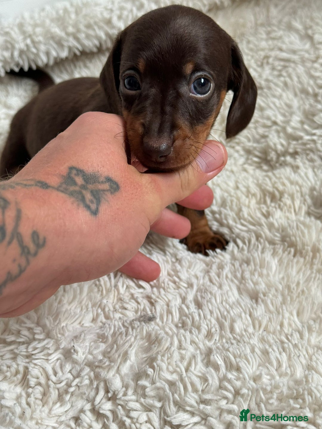Dachshund dogs for sale: Dachshund pups!! - Image 3