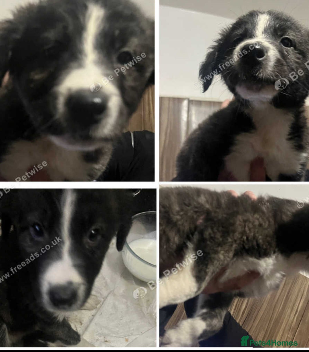 Saluki dogs for sale: Saluki - Advert 10