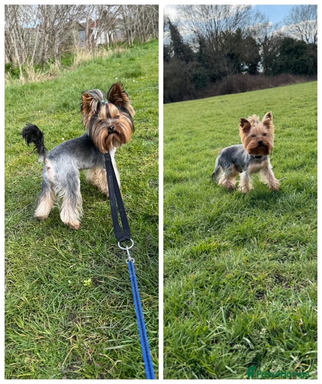 Yorkshire Terrier dogs for stud: Beautiful Yorkshire terrier  in Hornchurch - Advert 5