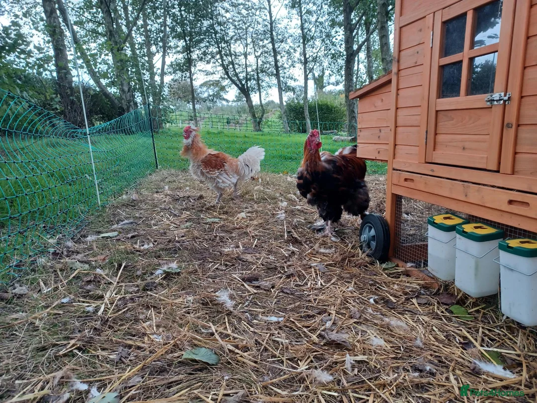 Chickens poultry for sale: Brahma and Frizzle Cockerels in Tarporley - Advert 8