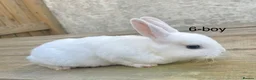 Rex rabbits for sale: 🐰 5 week old Pure bred mini Rex 🐰  - Advert 4