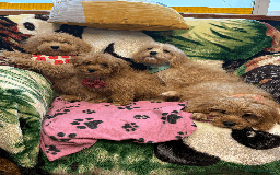 Cavachon dogs for sale: Fluffball Cavapoos ready to go 💕 - Image 19
