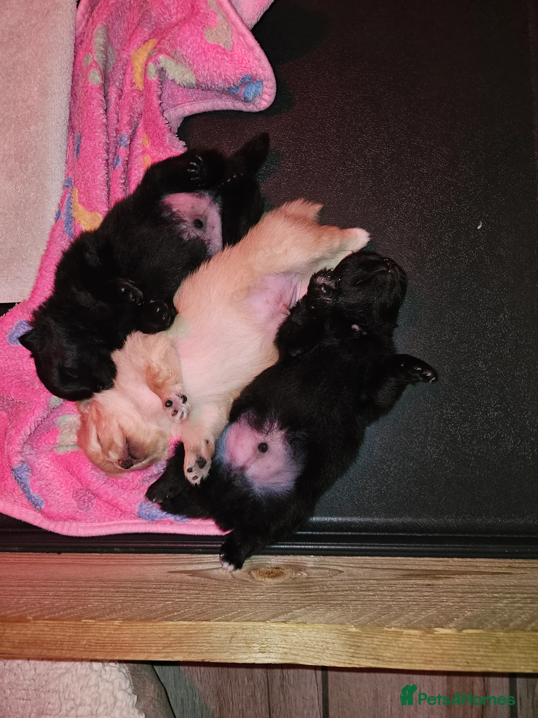 Pomeranian dogs for sale: 3 KC HANDSOME POMERANIAN BOYS - Advert 8