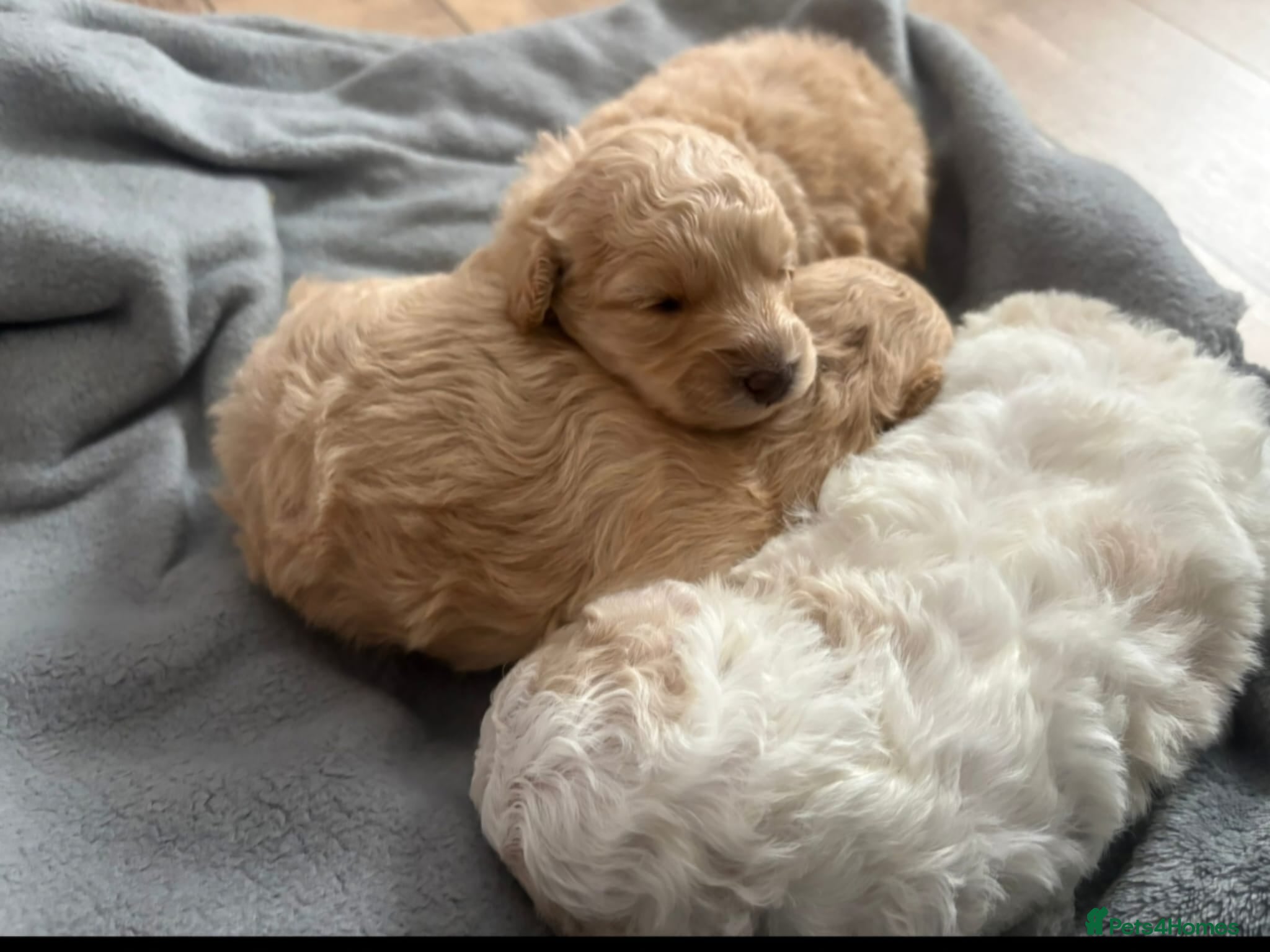Cockapoo dogs Fb1 Cockapoo’s - Advert 1