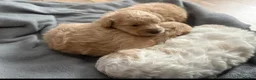 Cockapoo dogs for sale: Fb1 Cockapoo’s - Advert 1