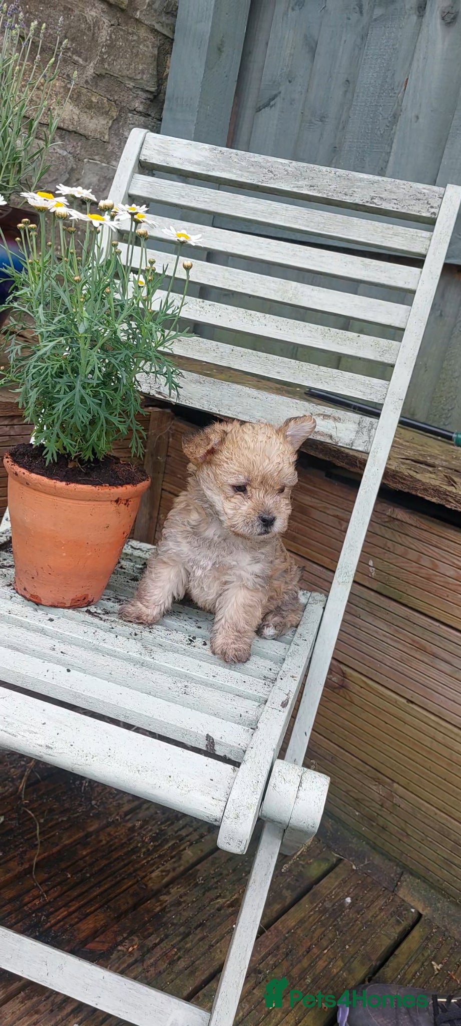 Jackapoo dogs JACKANORRIPOOS - Advert 1