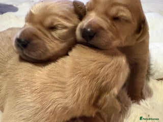 Golden Retriever dogs Golden retriever puppies kc reg dark - Advert 9