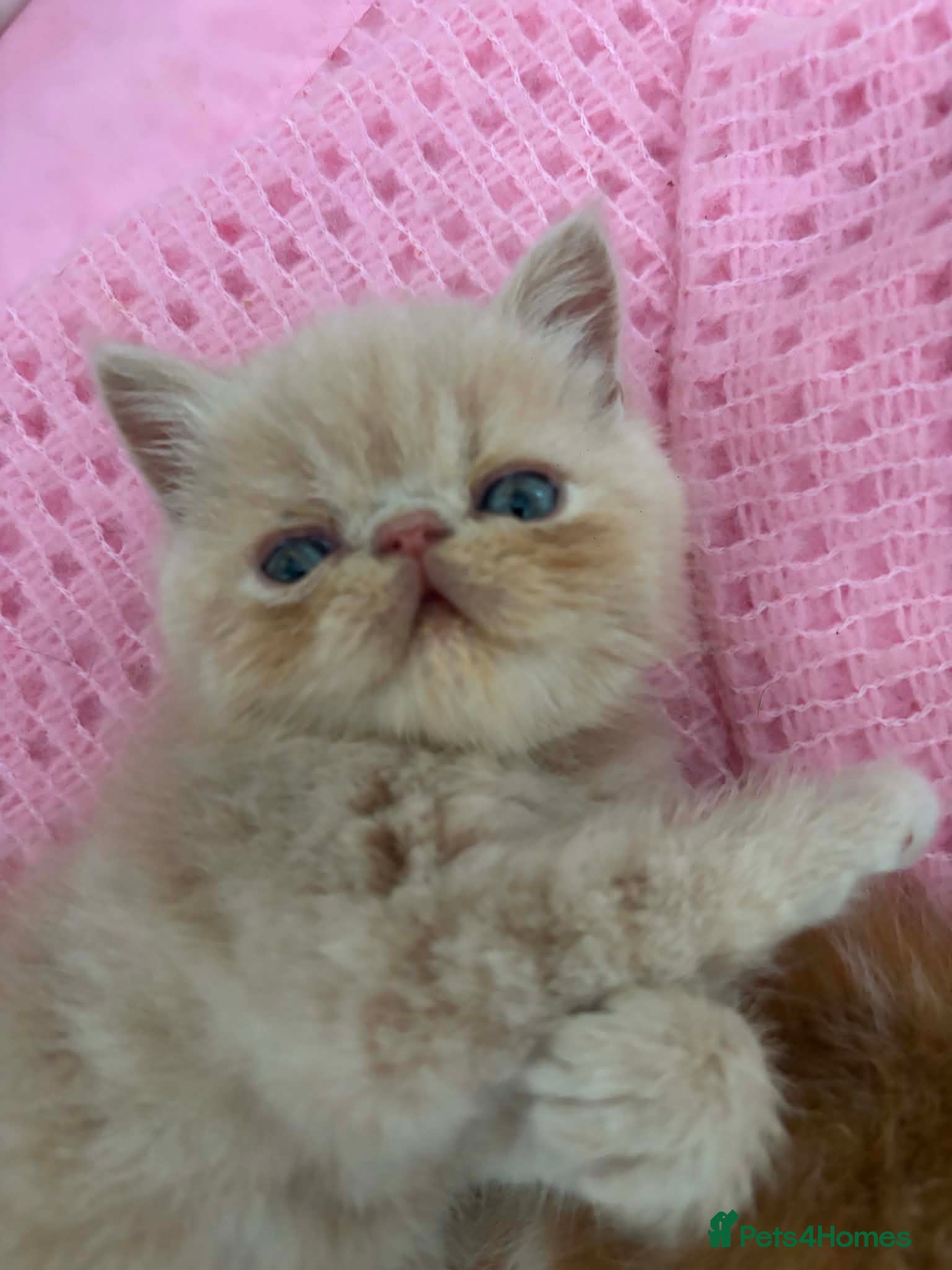 Exotic cats Stunning exotic kittens high quality m - Advert 4
