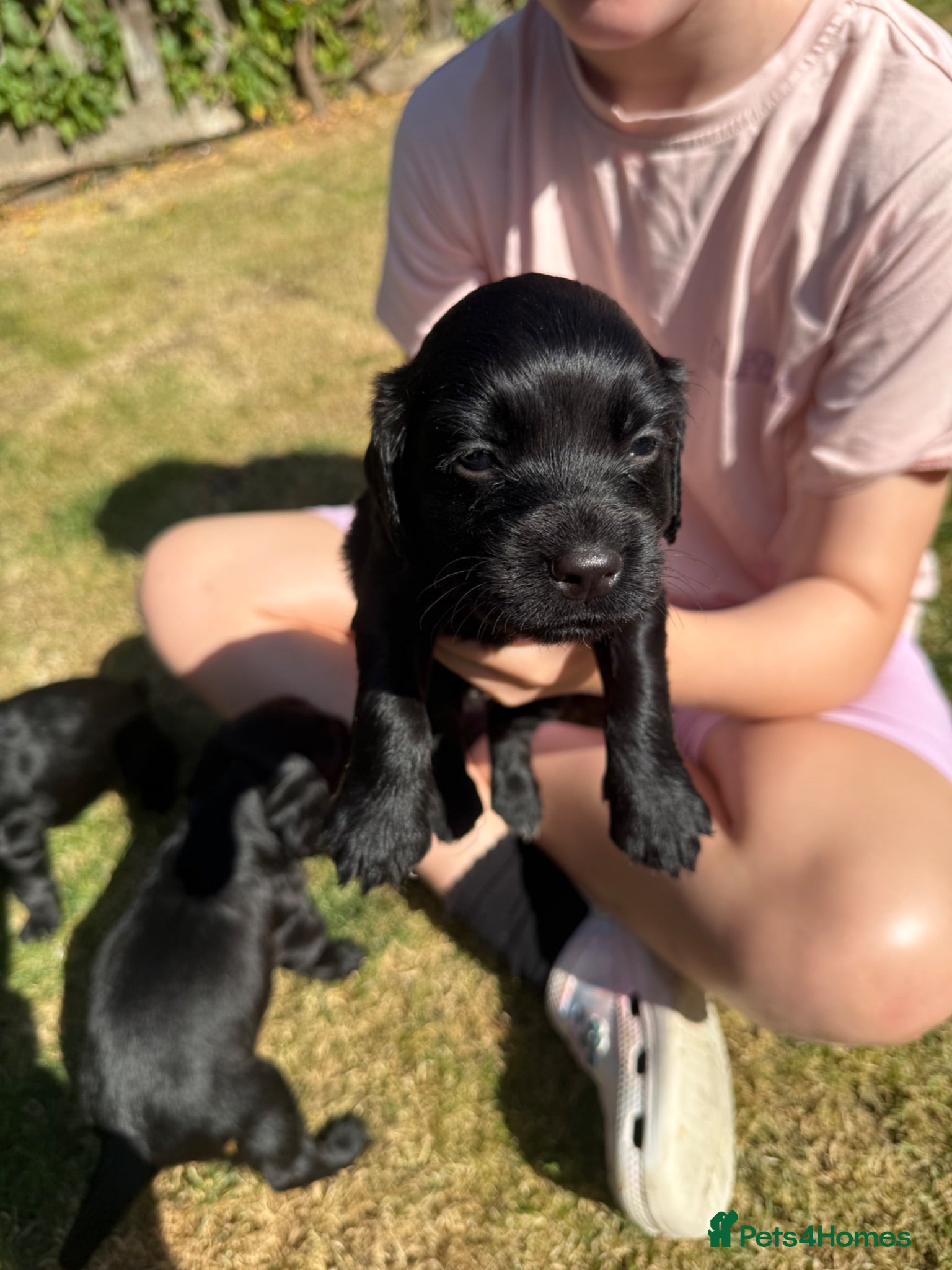 Cocker Spaniel dogs Cocker spaniel  - Advert 5