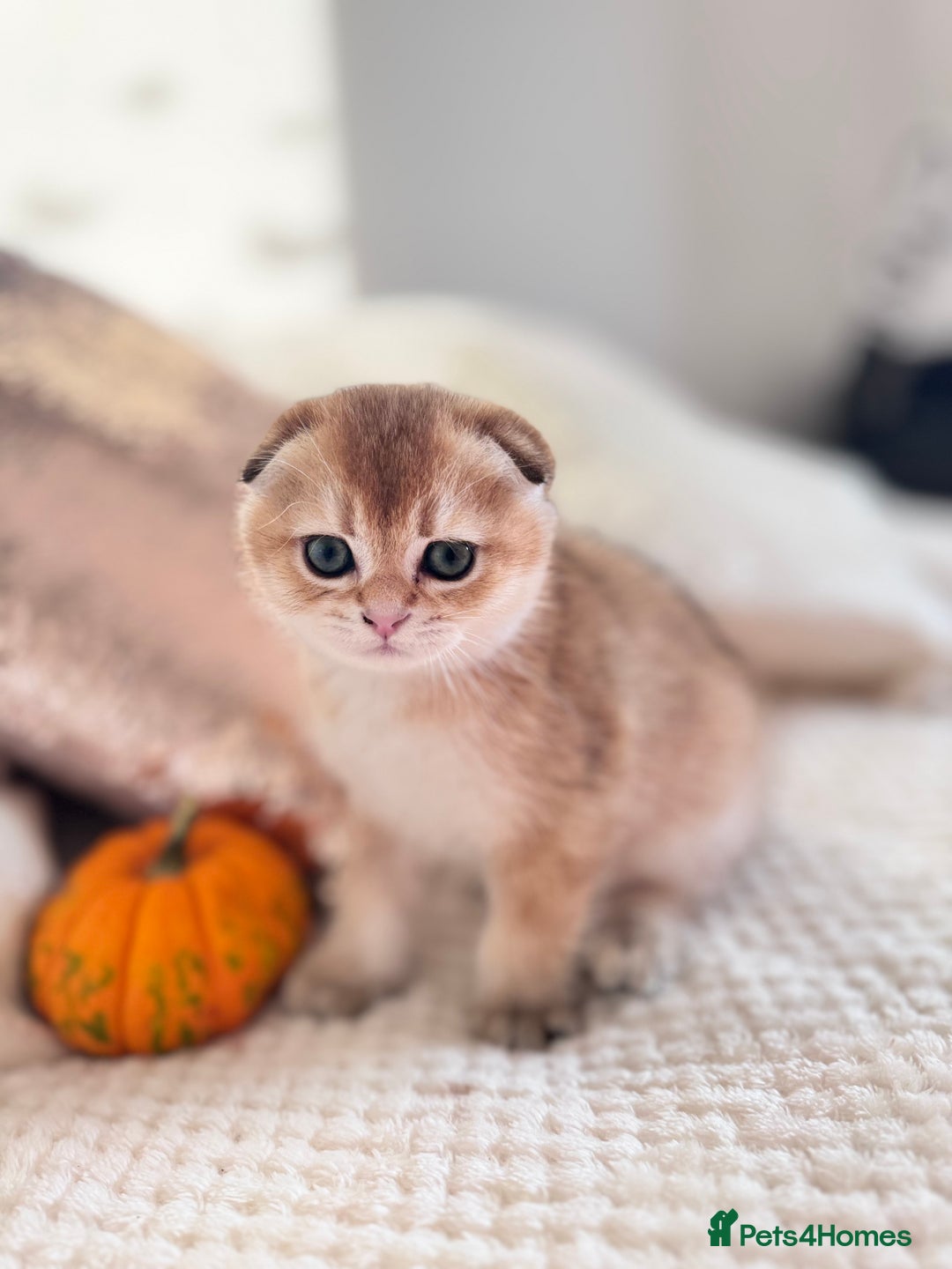 Scottish Fold cats for sale: Cute TICA pedigree kittens  - Image 5