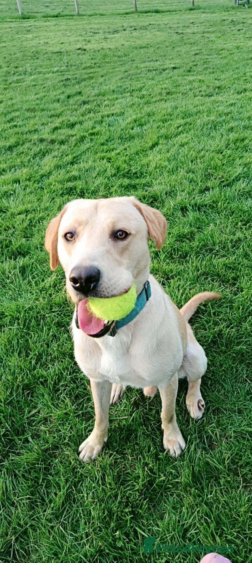 Labrador Retriever dogs RONNIE - Advert 2