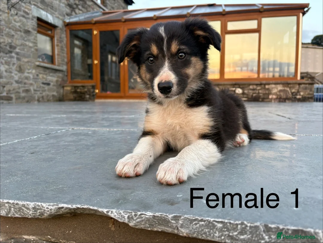Border Collie dogs for sale: Beautiful Welsh Border Collie Puppies in Brecon - Advert 1