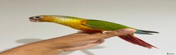 Conures birds for sale: Hand reared conures for sale  - Advert 11
