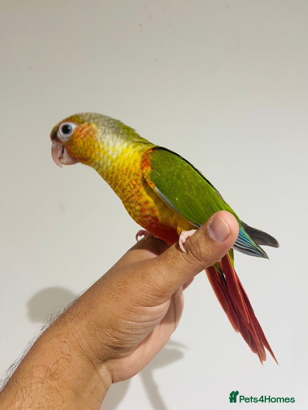 Conures birds for sale: Hand reared conures for sale  - Advert 11