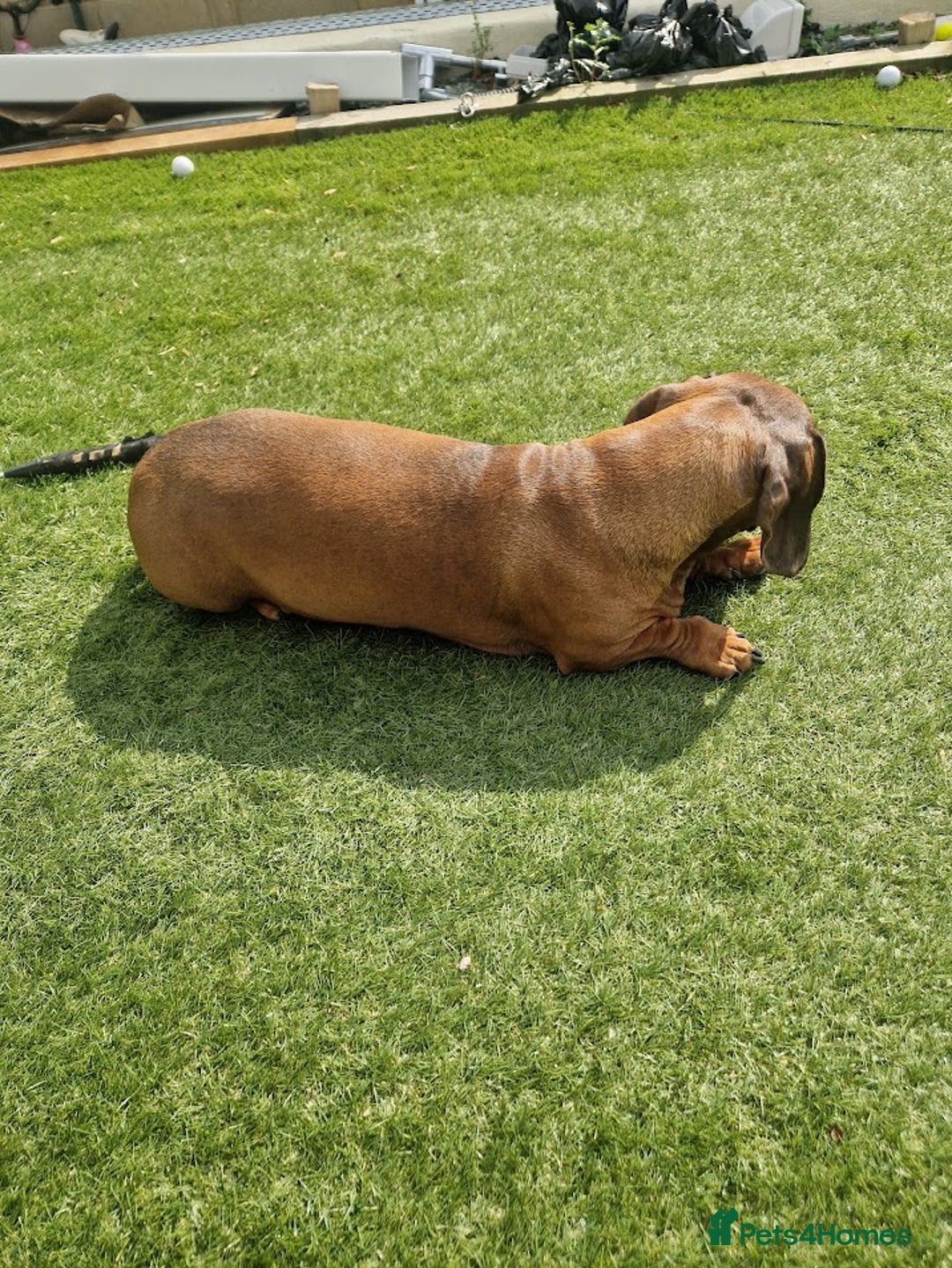 Dachshund dogs for sale: 2x Dachshunds Male 7&8 years - Advert 2