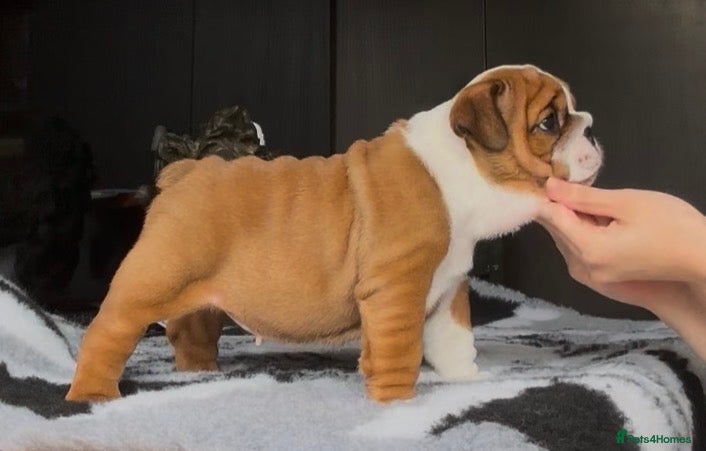 English Bulldog dogs MULTI CH sired english bulldog puppies - Advert 2