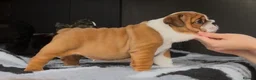 English Bulldog dogs for sale: MULTI CH sired english bulldog puppies in Watford - Advert 2