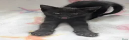 Domestic Shorthair cats for sale: Beautiful little kittens  in Middlesbrough - Advert 9