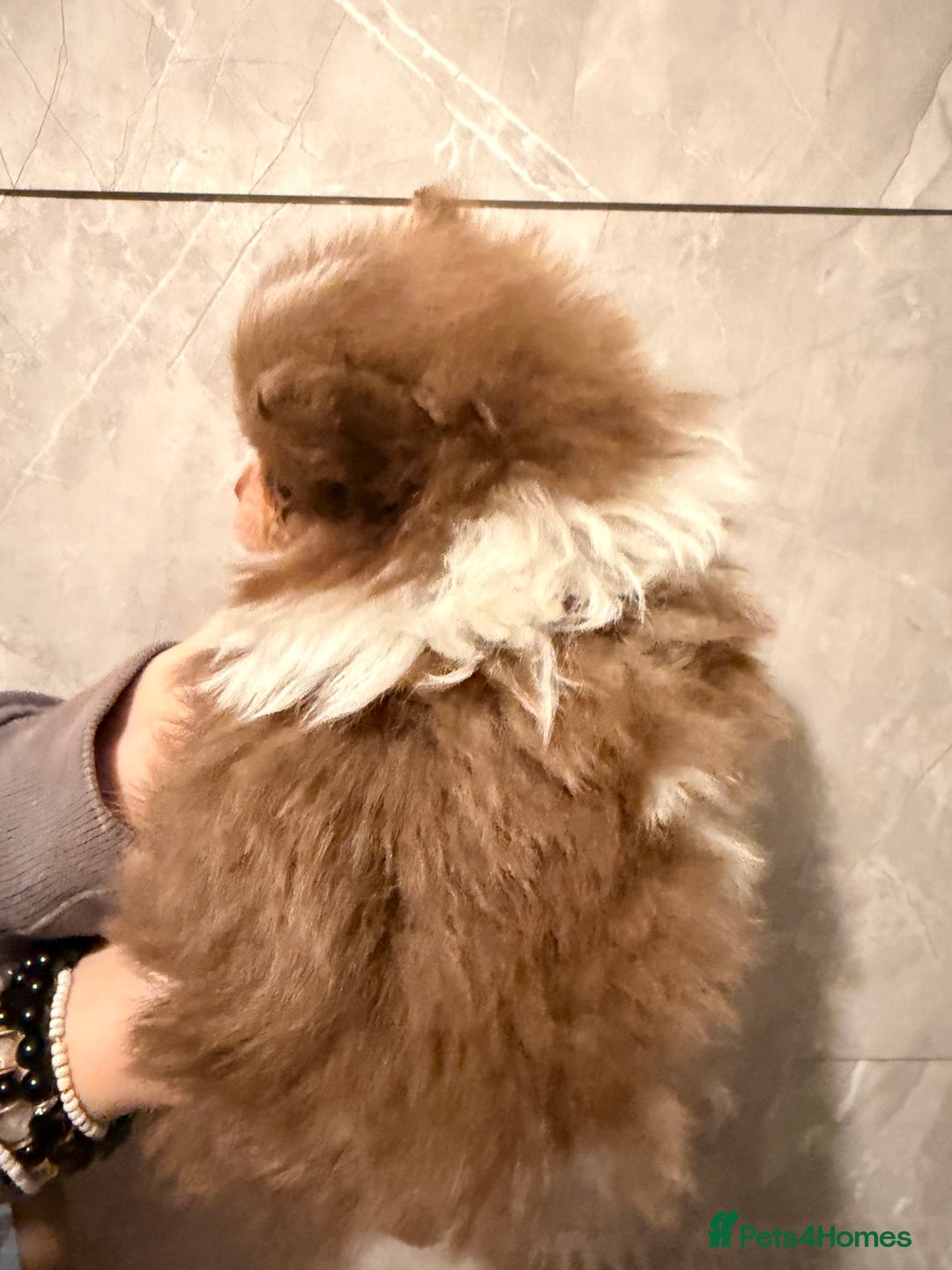 Pomeranian dogs for sale: Micro poms   - Advert 7