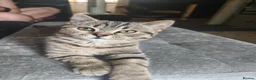 British Shorthair cats for sale: Nora  - Advert 2