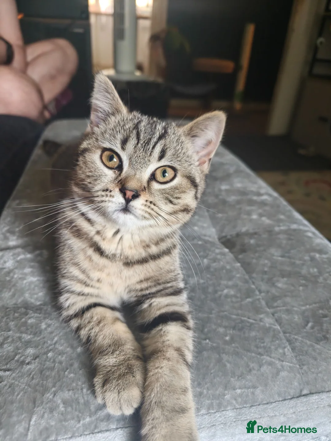 British Shorthair cats for sale: Nora  - Advert 2