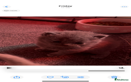 British Shorthair cats for sale: Stunning pure British shorthair kittens - Image 11