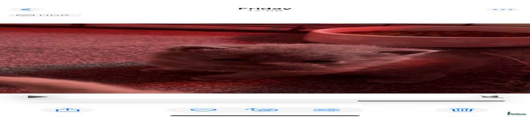 British Shorthair Kitten 1