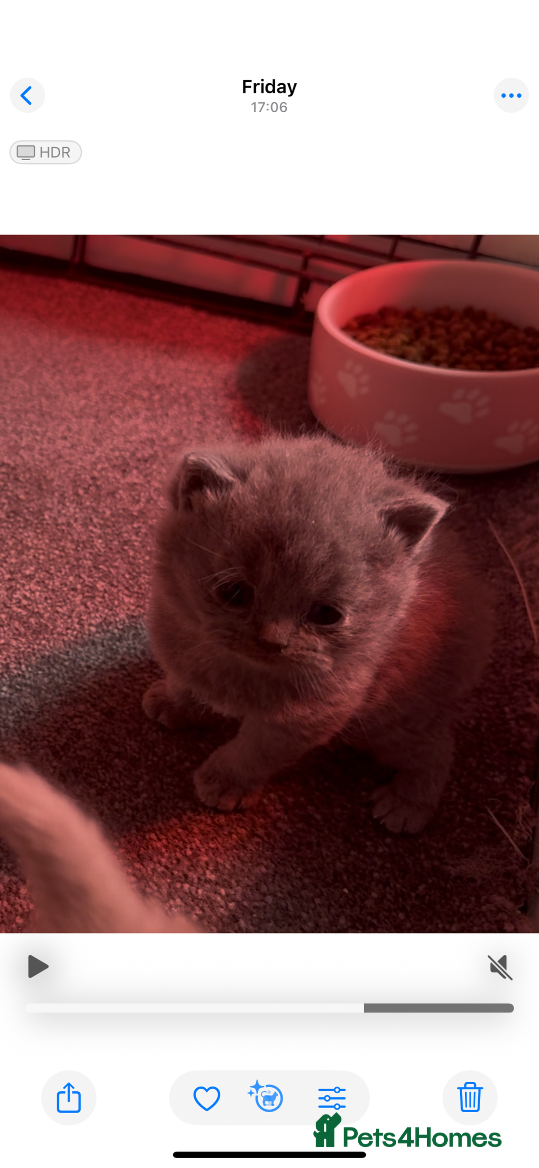 British Shorthair cats for sale: Stunning pure British shorthair kittens - Image 11